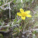 Osteospermum potbergense - Photo (c) botanicexpedition2019nl-saf, algunos derechos reservados (CC BY-NC-ND)
