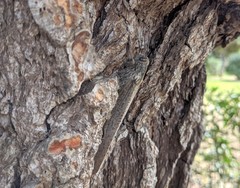 Anacridium aegyptium