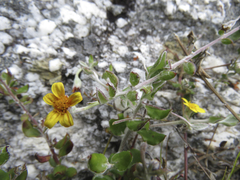 Osteospermum potbergense