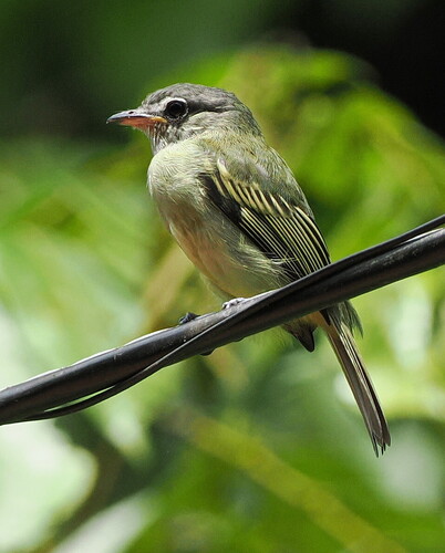 Grey-crowned Flatbill (Tolmomyias poliocephalus), photo 2