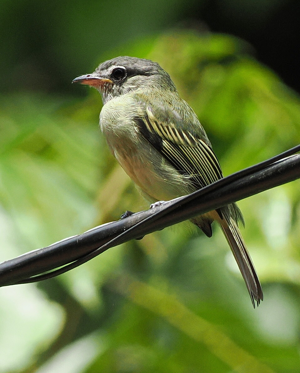 Grey-crowned Flatbill (Tolmomyias poliocephalus), photo 2