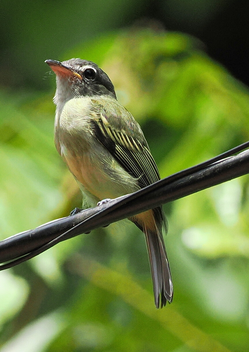 Grey-crowned Flatbill (Tolmomyias poliocephalus), photo 3