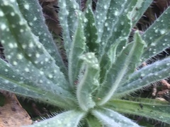 Echium