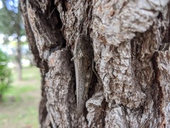 Anacridium aegyptium