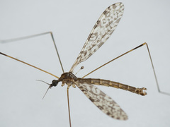 Discobola parvispinula