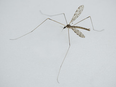 Discobola parvispinula