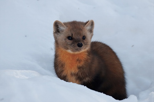 American Marten observed by dabellei