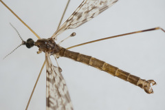 Discobola parvispinula