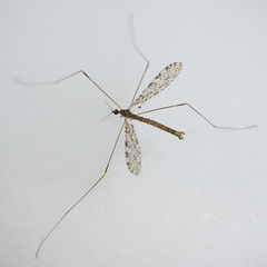 Discobola parvispinula