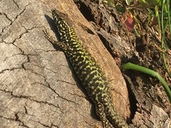 Podarcis muralis