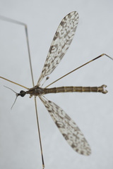 Discobola parvispinula