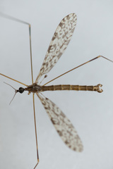 Discobola parvispinula