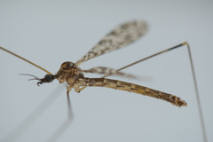 Discobola parvispinula