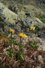Tephroseris integrifolia atropurpurea
