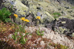 Tephroseris integrifolia atropurpurea
