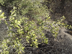 Condalia globosa