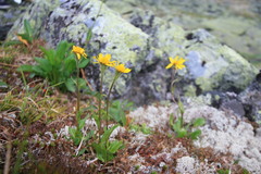 Tephroseris integrifolia atropurpurea