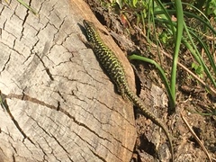 Podarcis muralis