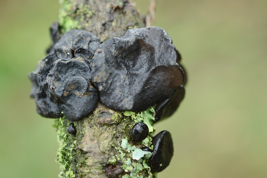 Exidia glandulosa · February 2026 · photo: © cryptomarasmius (iNaturalist, cc-by)