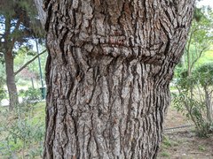 Anacridium aegyptium