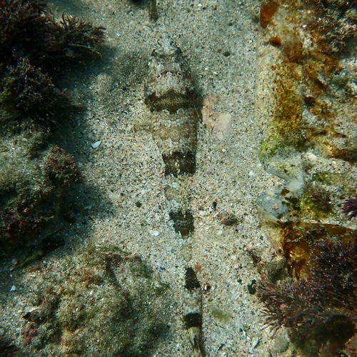Sauro Lizardfish (Synodus lacertinus)