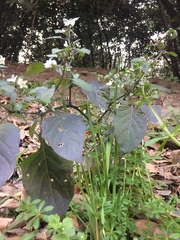 Solanum nigrum