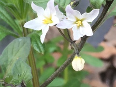 Solanum nigrum