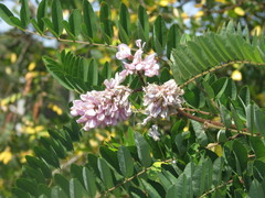 Robinia viscosa