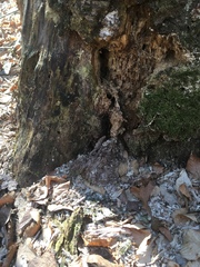 Sciuromorpha