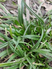 Carex sylvatica