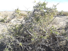 Stegnosperma halimifolium