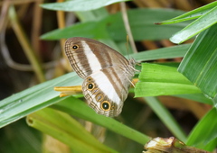 Euptychoides albofasciata