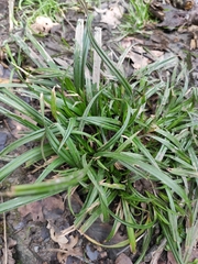Carex sylvatica