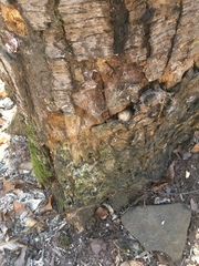Sciuromorpha