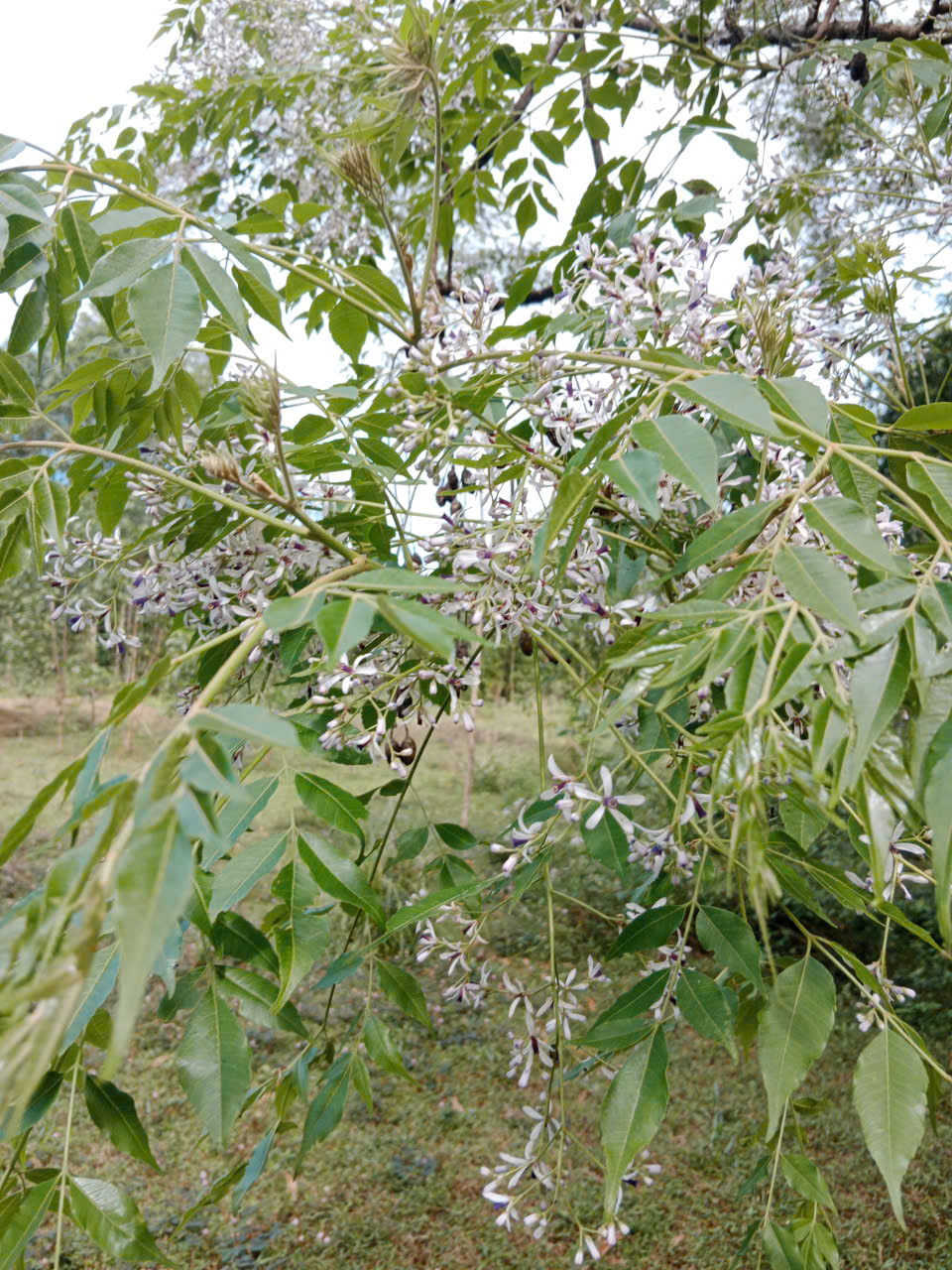Melia azedarach (Melia azedarach)