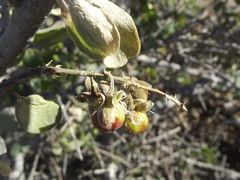 Stegnosperma halimifolium