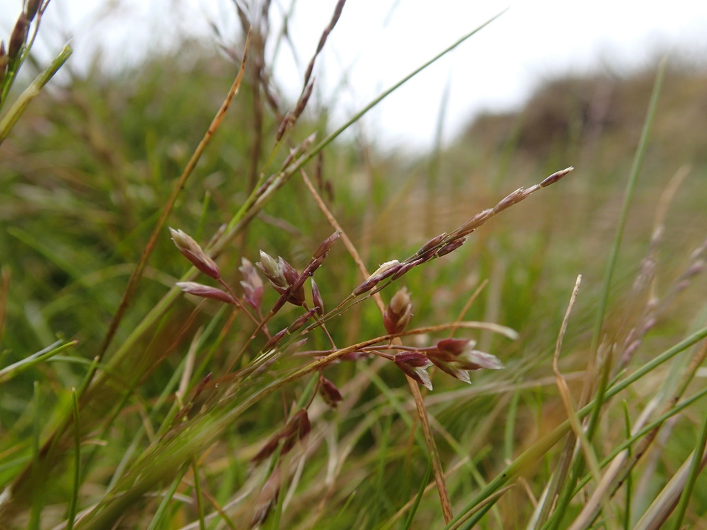 Deschampsia chapmanii