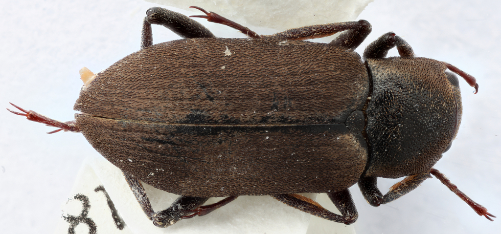 Helichus triangularis