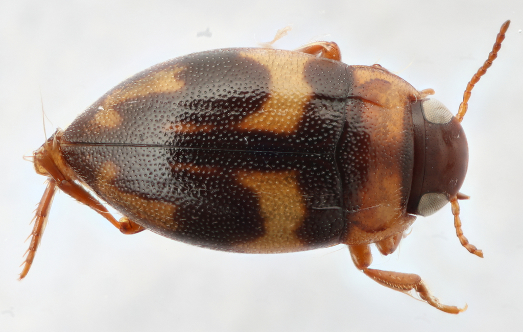 Neoclypeodytes cinctellus