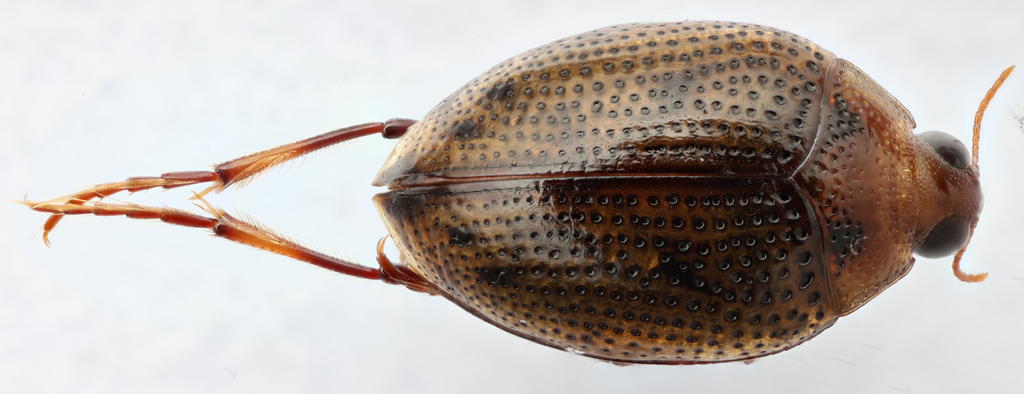 Peltodytes simplex