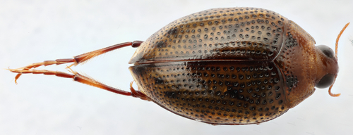 Peltodytes simplex