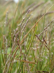 Deschampsia chapmanii