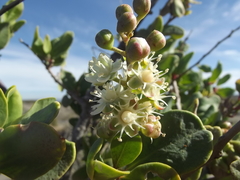 Stegnosperma halimifolium