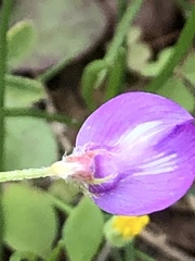 Astragalus nuttallianus