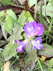 Astragalus nuttallianus