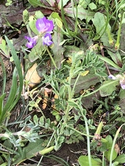 Astragalus nuttallianus