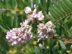 Robinia viscosa