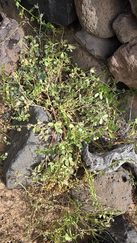 Portulaca canariensis Danin & Reyes-Bet.