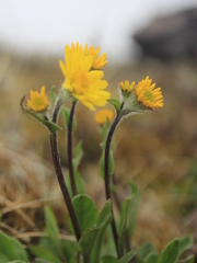 Tephroseris integrifolia atropurpurea