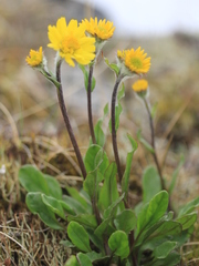 Tephroseris integrifolia atropurpurea